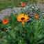 Calendula