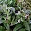 Comfrey